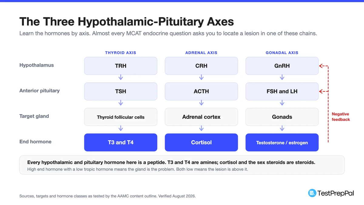 Flow diagram of the three hypothalamic-pituitary axes, thyroid, adrenal and gonadal, running from releasing hormone to tropic hormone to target gland to end hormone, with negative feedback arrows returning to both upper tiers