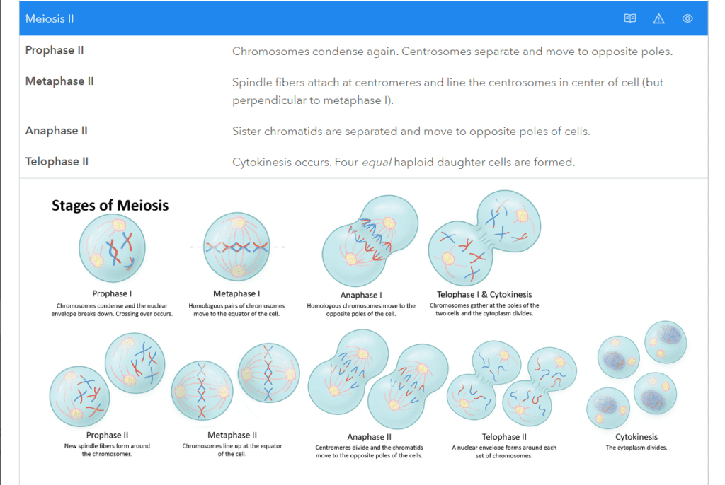 Memm MCAT Review Sheets