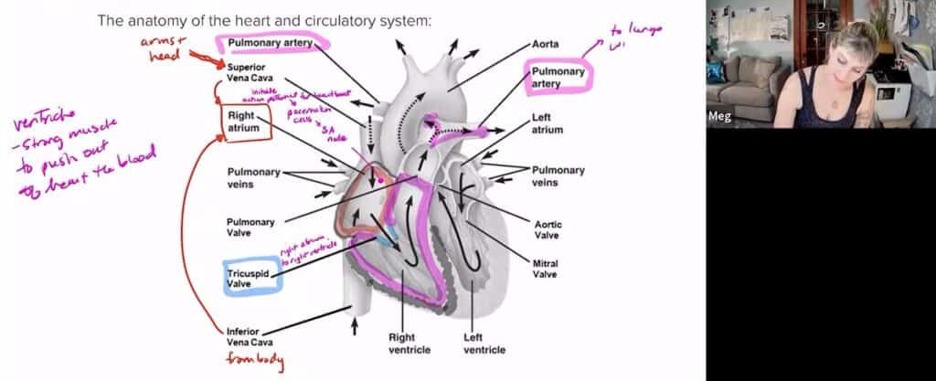 Prep101 MCAT Live Lessons