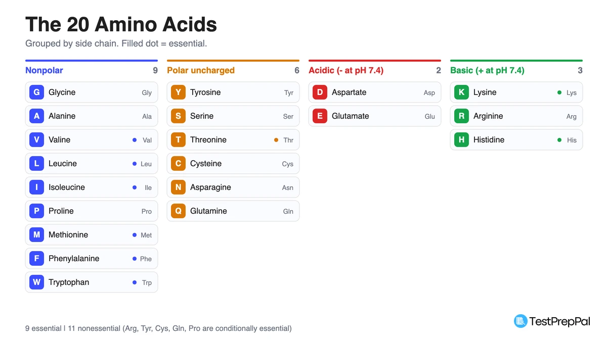 Chart of the 20 standard amino acids grouped into nonpolar, polar uncharged, acidic and basic side chains, each with its one-letter and three-letter code and essential status