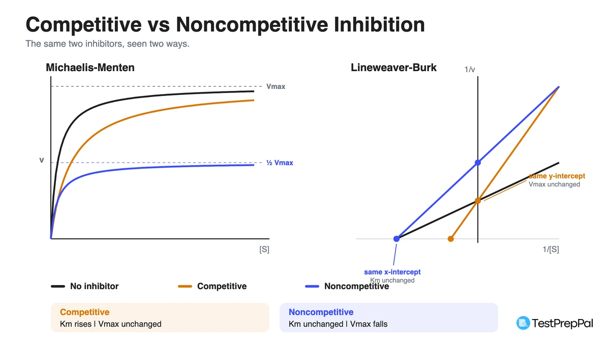 Michaelis-Menten and Lineweaver-Burk plots side by side comparing no inhibitor, competitive inhibition and noncompetitive inhibition, showing the shared y-intercept and shared x-intercept