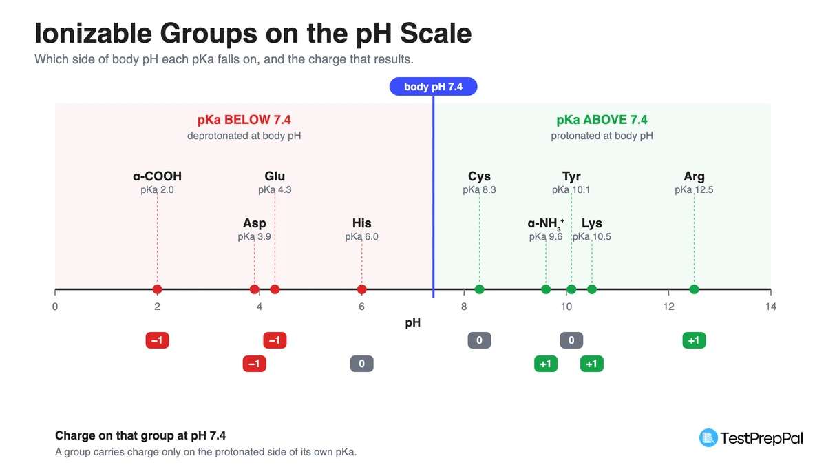 Number line from pH 0 to 14 showing the nine ionizable groups plotted at their pKa values, split by a marker at body pH 7.4, with the resulting charge on each group