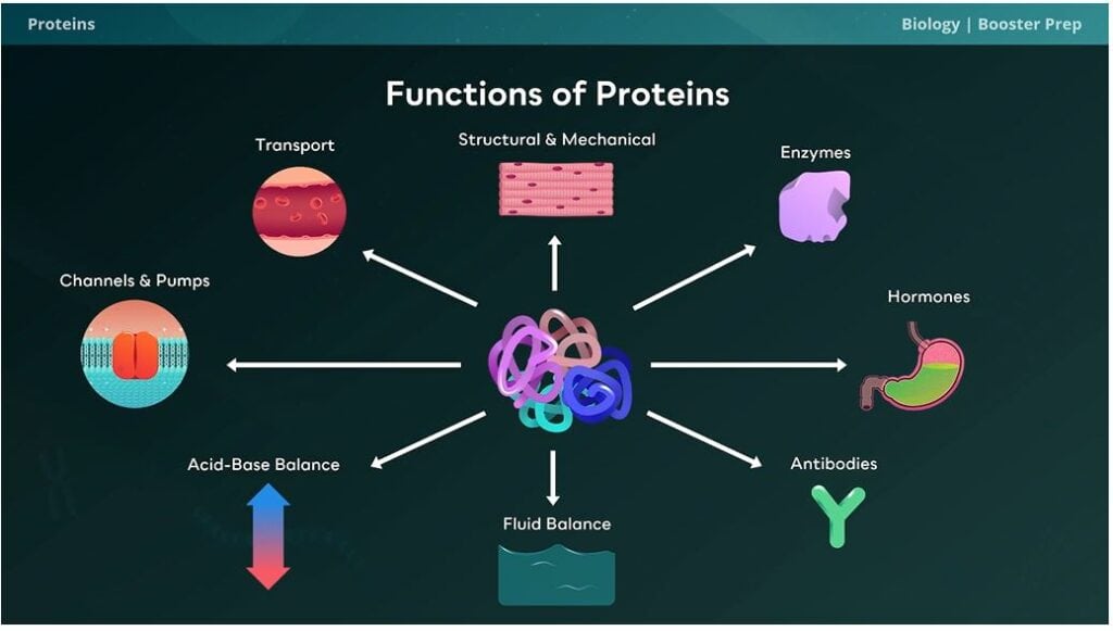 DAT Booster Video Lessons
